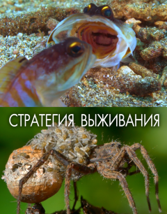 Стратегия выживания 